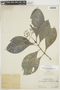 Psychotria mathewsii image
