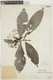Psychotria mathewsii image