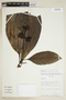 Carapichea maturacensis image