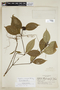 Psychotria medusula image