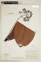 Psychotria megistophylla image
