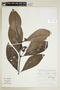Psychotria megalocalyx image