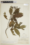 Psychotria meridensis image