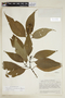 Psychotria meridensis image