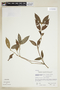 Psychotria muscosa image