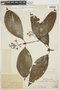Psychotria microbotrys image