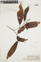 Psychotria minutiflora image