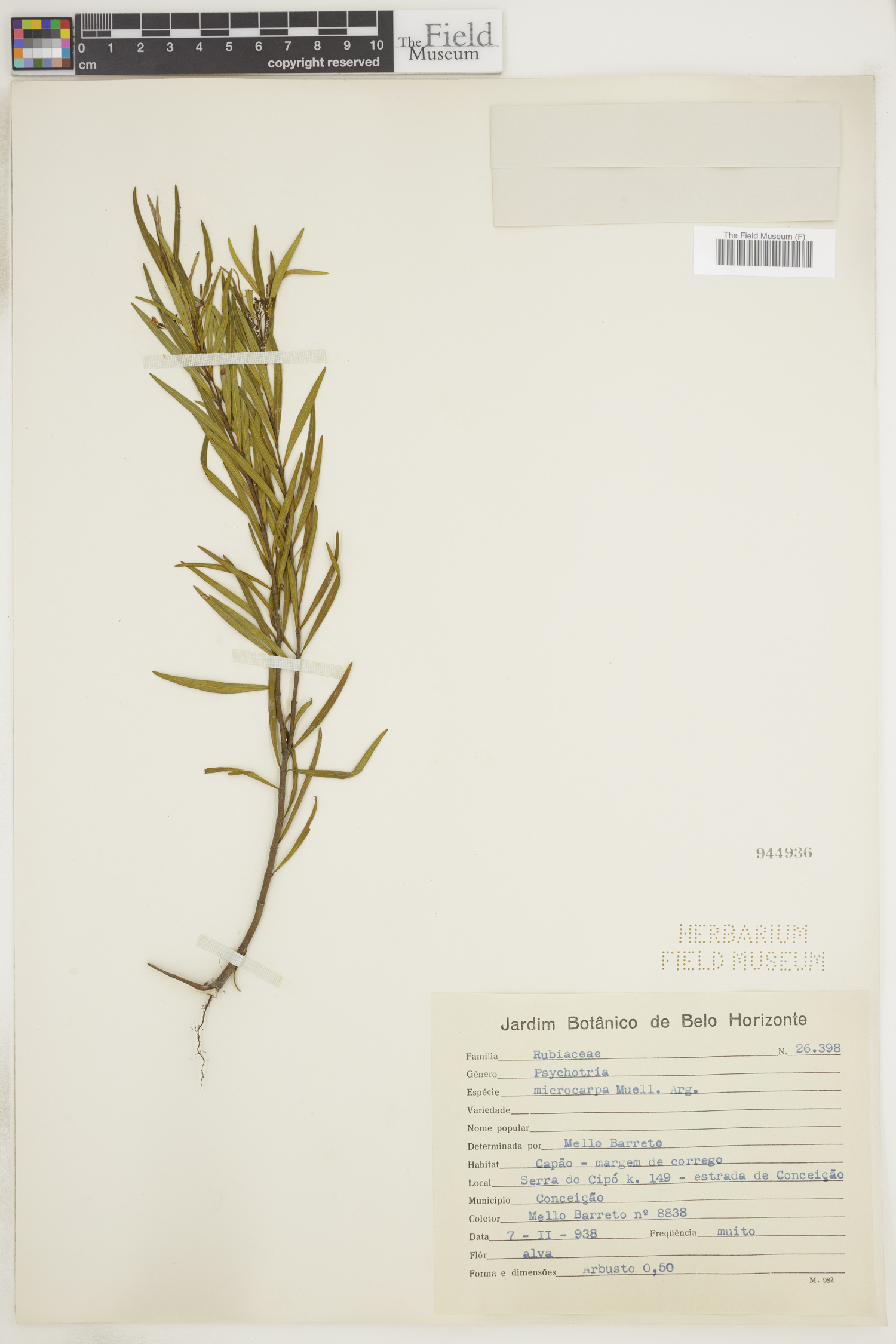 Psychotria microcarpa image