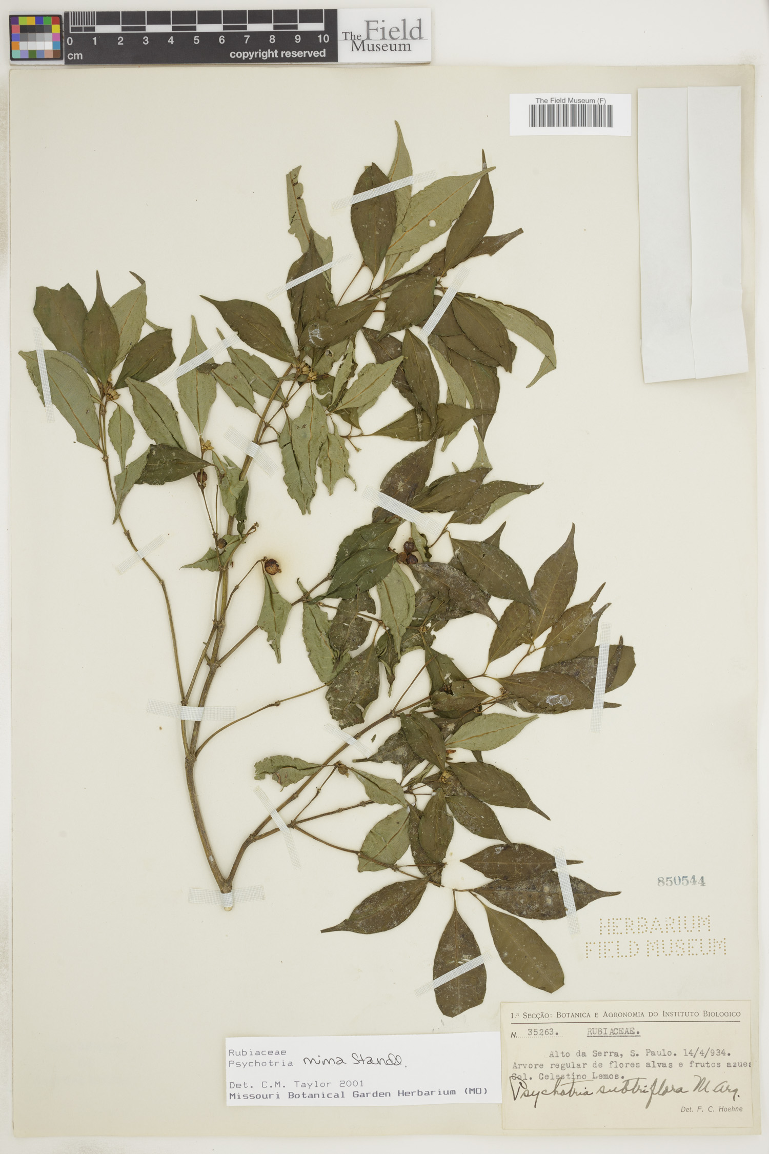 Psychotria angustiflora image