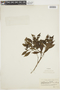 Psychotria angustiflora image