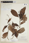 Psychotria montivaga image
