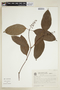 Psychotria myriantha image