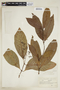 Psychotria myriantha image