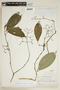 Psychotria nautensis image