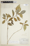 Psychotria nematostachya image