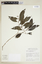 Psychotria nematostachya image