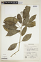 Psychotria nemorosa image
