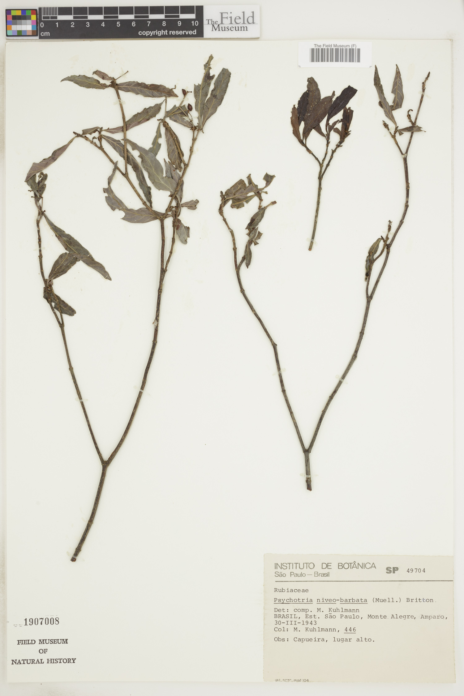 Psychotria niveobarbata image