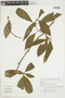 Psychotria nuda image
