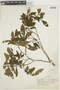 Psychotria nuda image