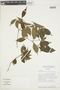 Psychotria oblonga image