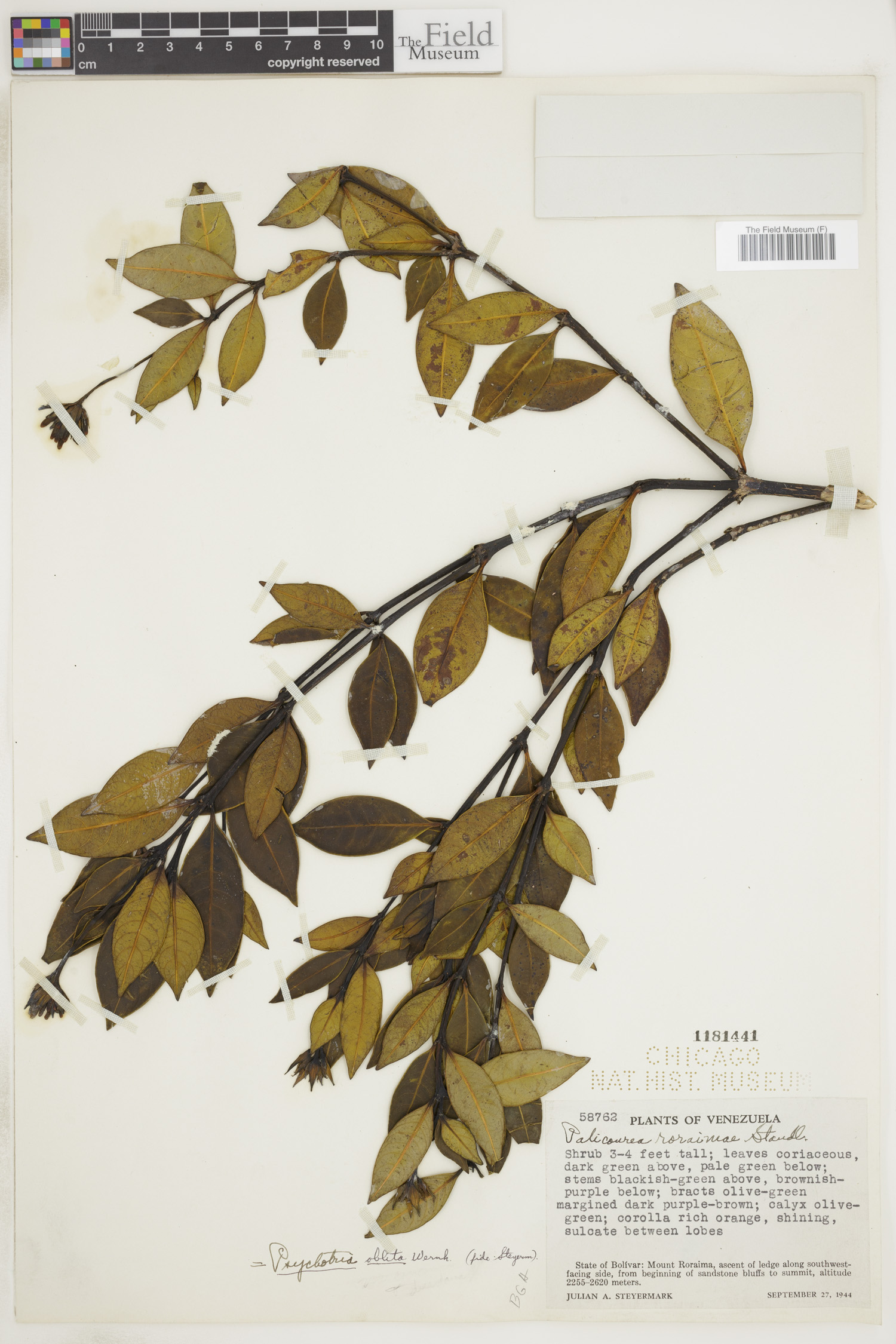 Psychotria oblita image