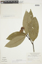 Psychotria oinochrophylla image