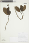 Psychotria ottonis image