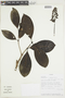 Psychotria ottonis image