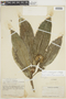 Psychotria ovatistipula image