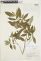 Psychotria ownbeyi image