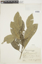 Psychotria pallens image