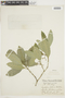Psychotria pallens image