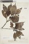 Psychotria panamensis image