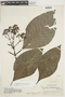 Psychotria panamensis var. panamensis image