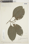 Psychotria panamensis var. panamensis image
