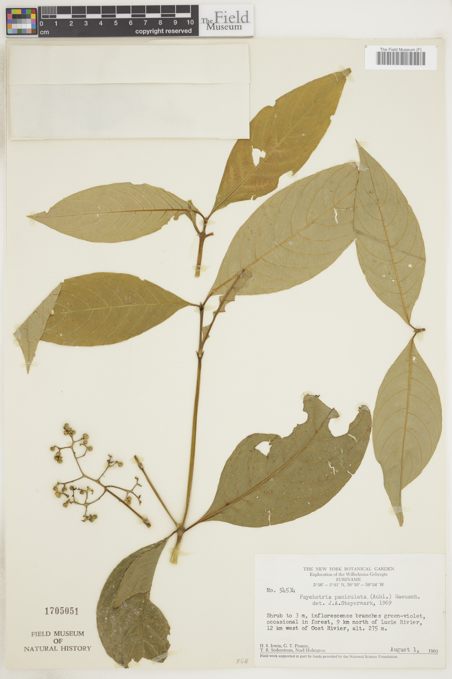 Psychotria paniculata image