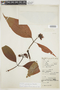 Psychotria pandensis image
