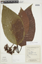 Psychotria pandensis image