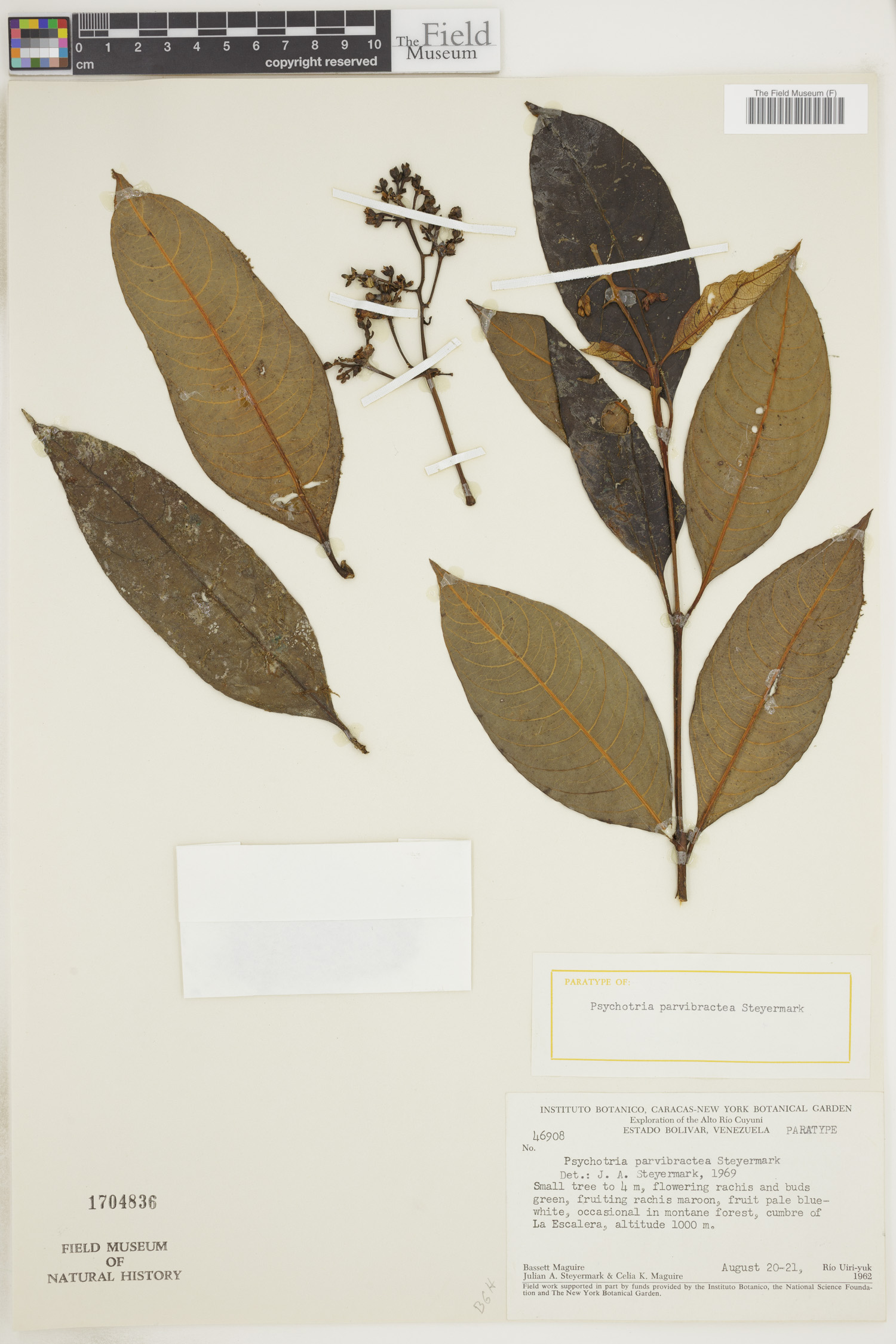 Psychotria parvibractea image