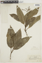 Psychotria patentinervia image
