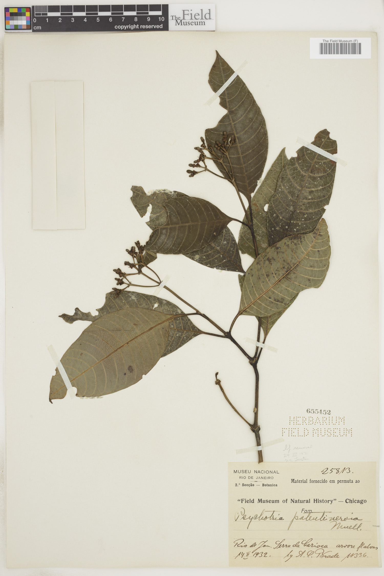 Psychotria patentinervia image