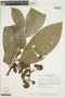 Psychotria pebasensis image
