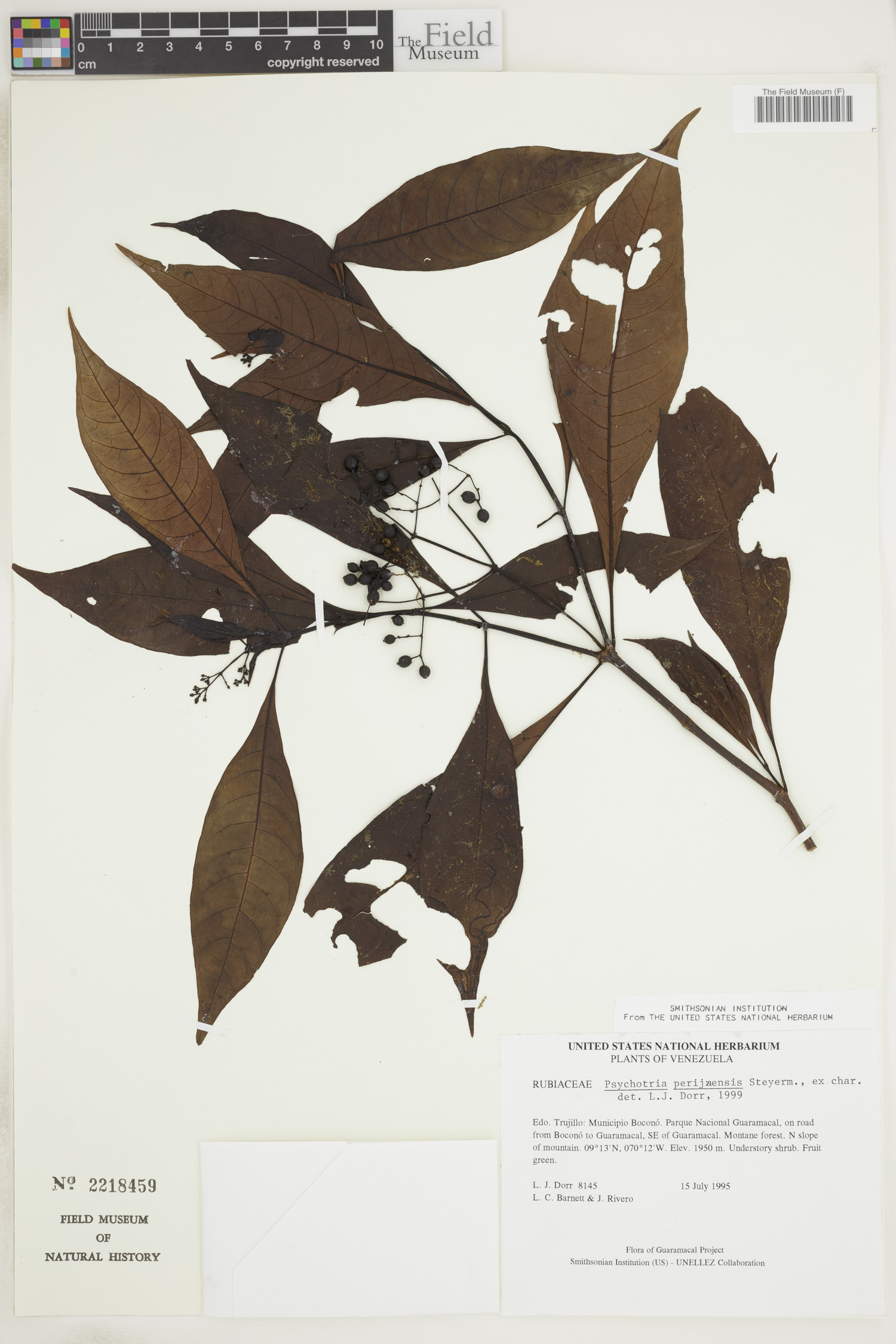Psychotria perijaensis image