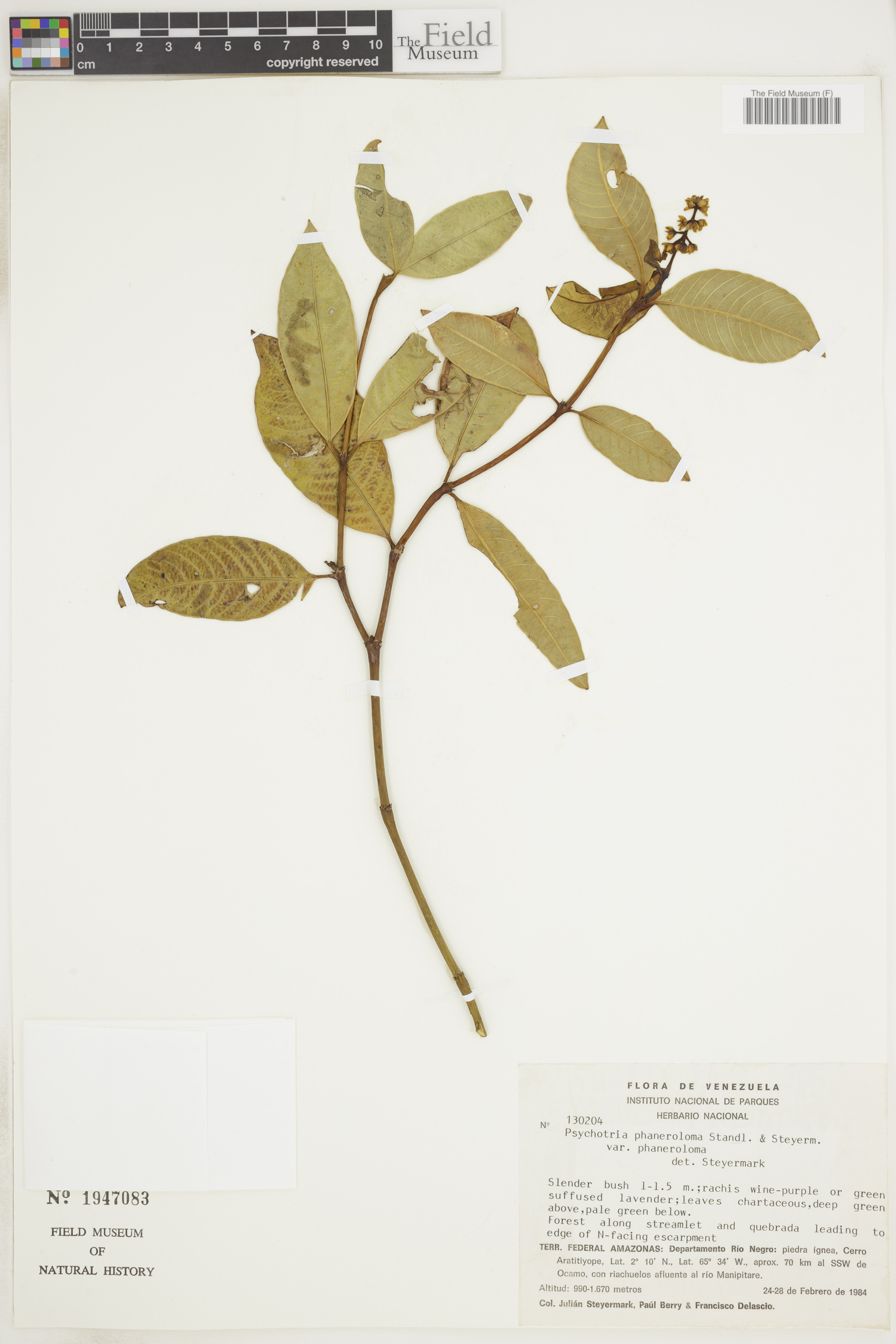 Psychotria phaneroloma image