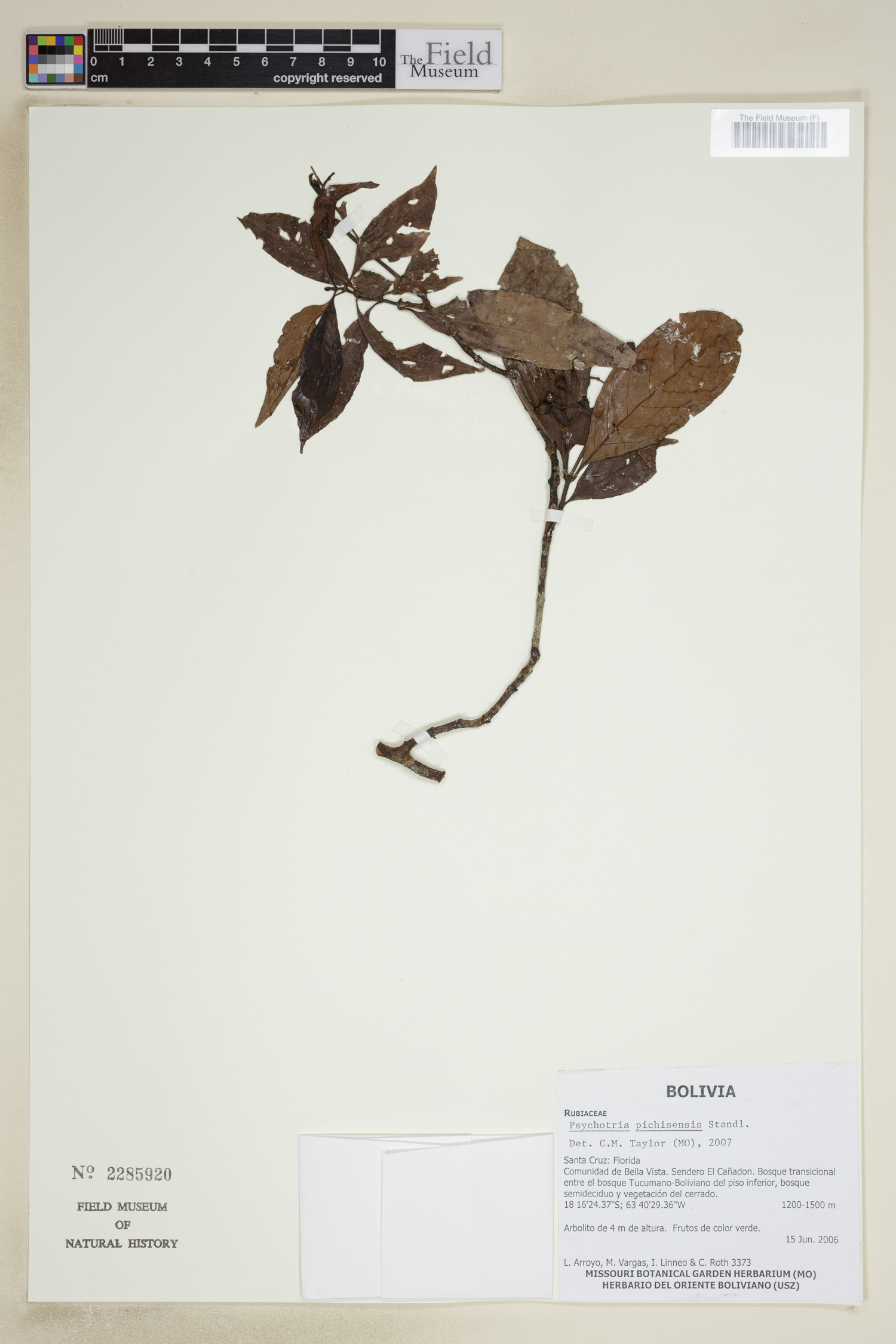 Psychotria pichisensis image