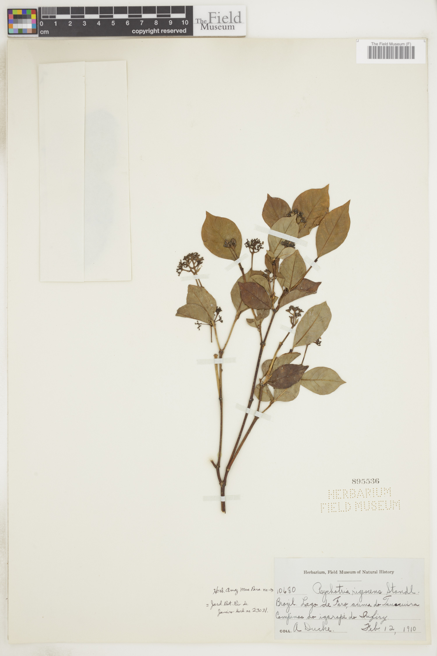 Psychotria rigescens image