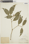 Psychotria rhodothamna image