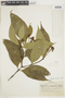 Psychotria rhodothamna image