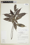Psychotria romolerouxiana image
